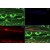 Immunohistochemistry: Beta Actin Antibody [NB600-505] - staining y at 1:200 shows detection of actin at the neuromuscular juntion of rana pipiens tissue fixed in 4% paraformaldehyde
